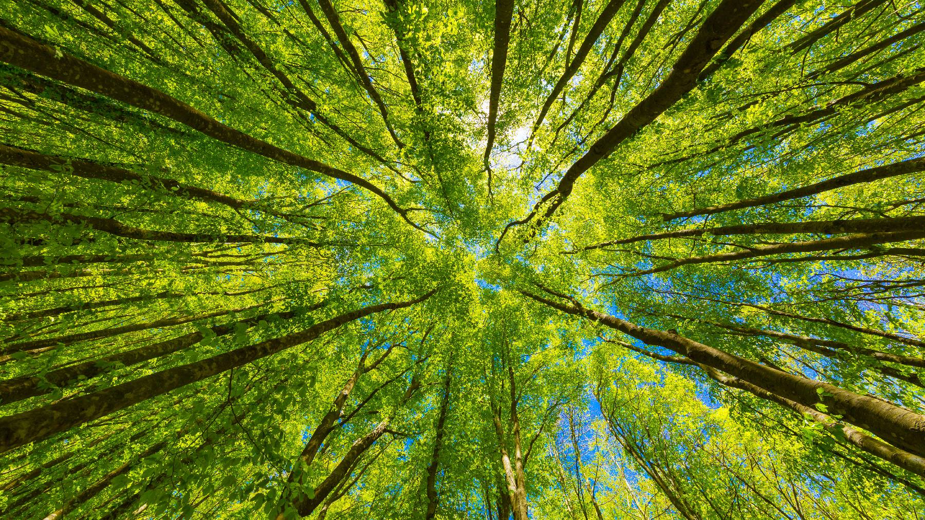 sustainable consultancy -Worms-eye view of a green forest and bright blue sky